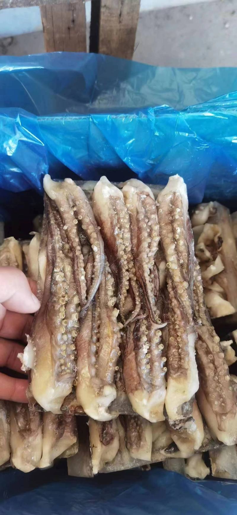 脆口鱿鱼须