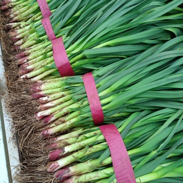 【牛商优选】红根蒜苗每年十月以后大量上市