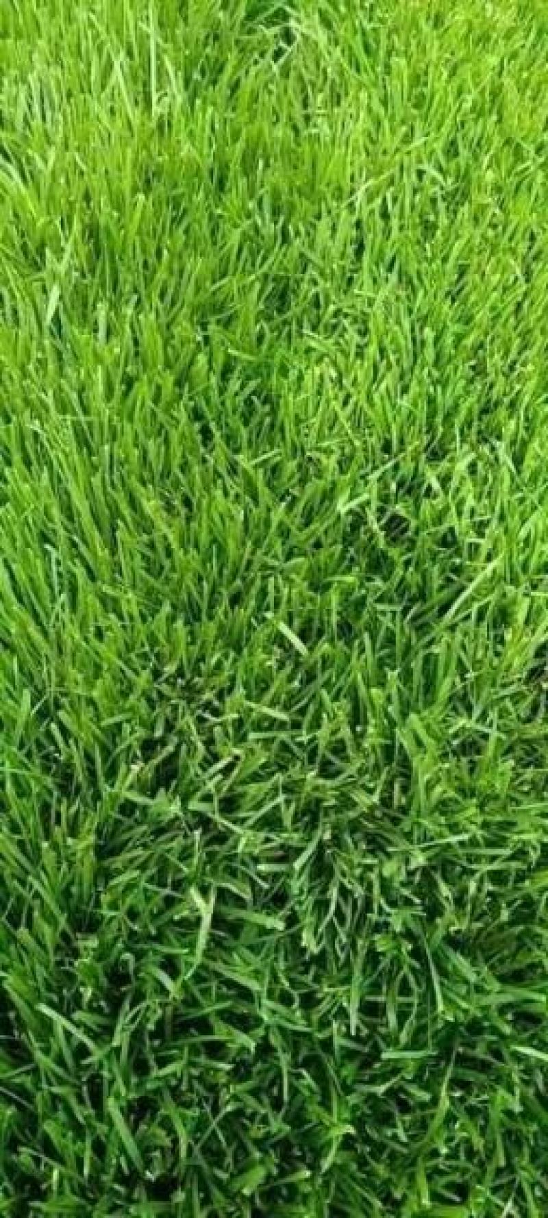 精品四季青草坪