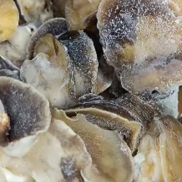 玉螺肉