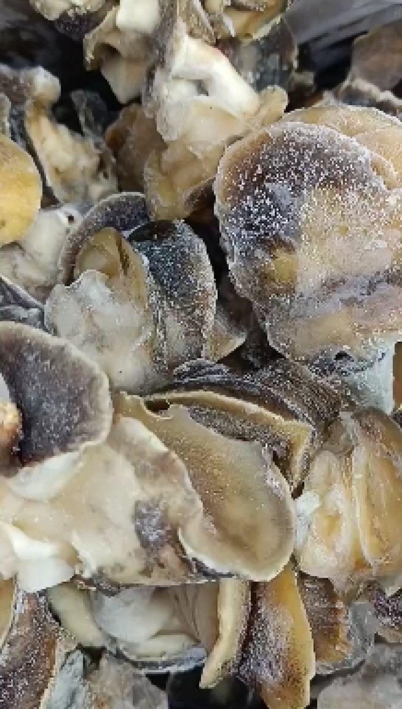 玉螺肉