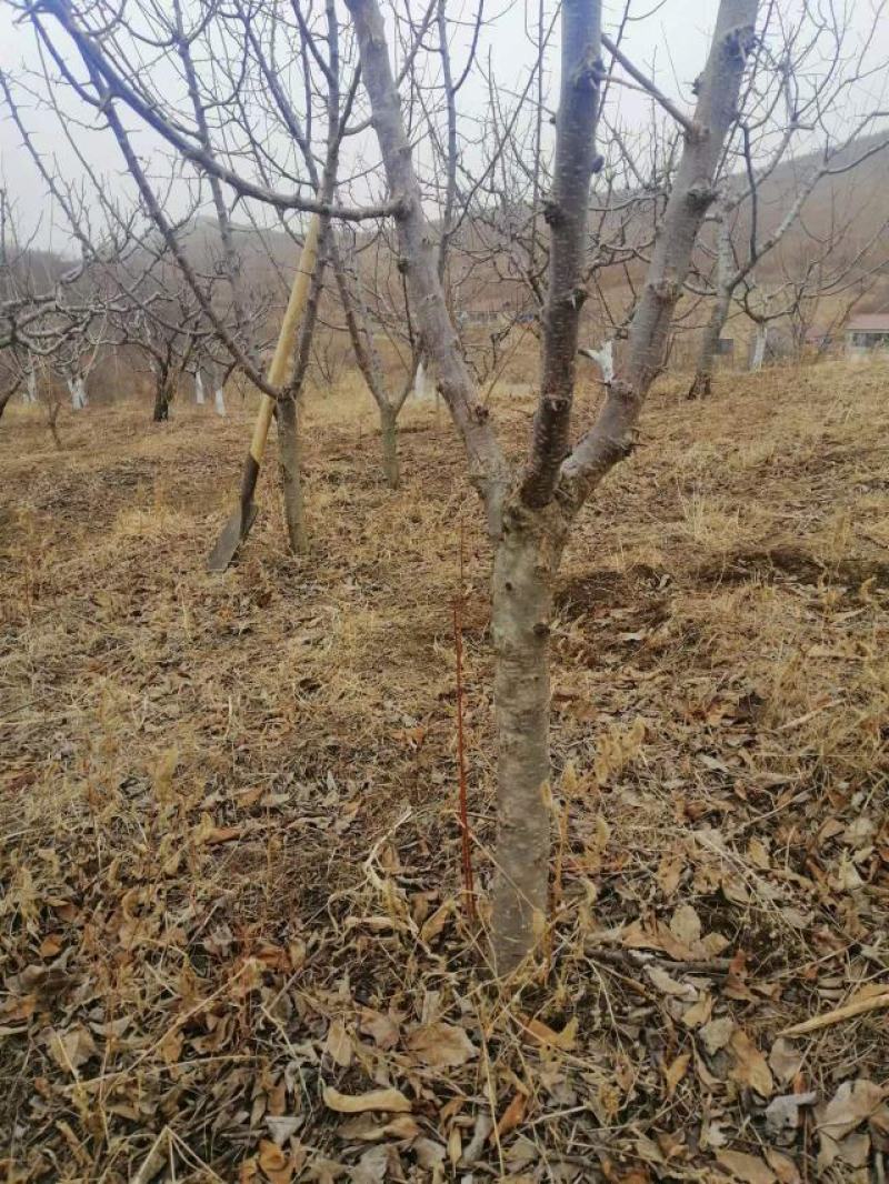 王老师果园：出售小绥河黄干核李子树苗，七月八月卖李子