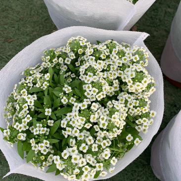 香雪球草花
