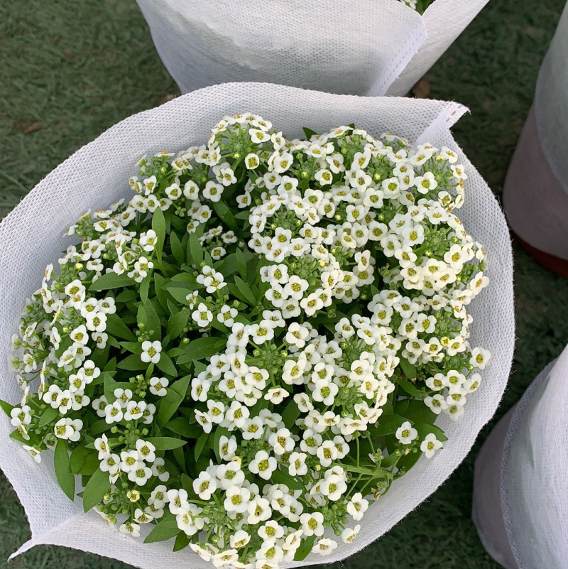香雪球草花