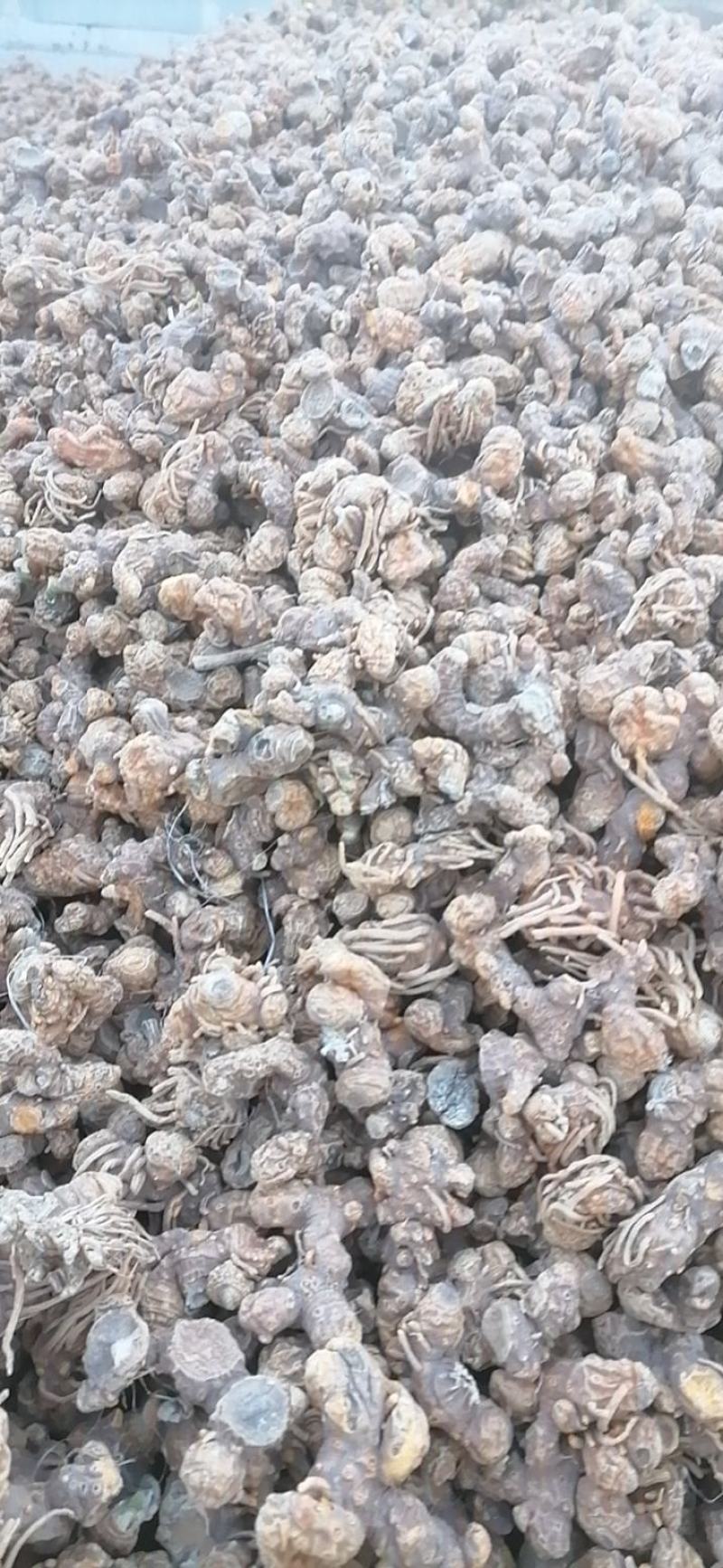 知母片知母个子