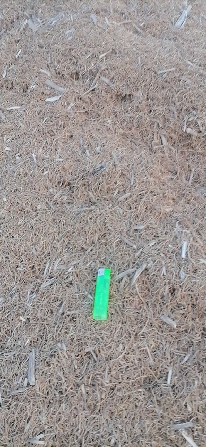 知母片知母个子