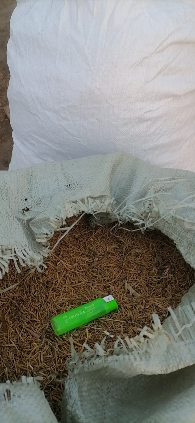 知母片知母个子