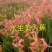 美人蕉盆花盆栽绿景工程用苗