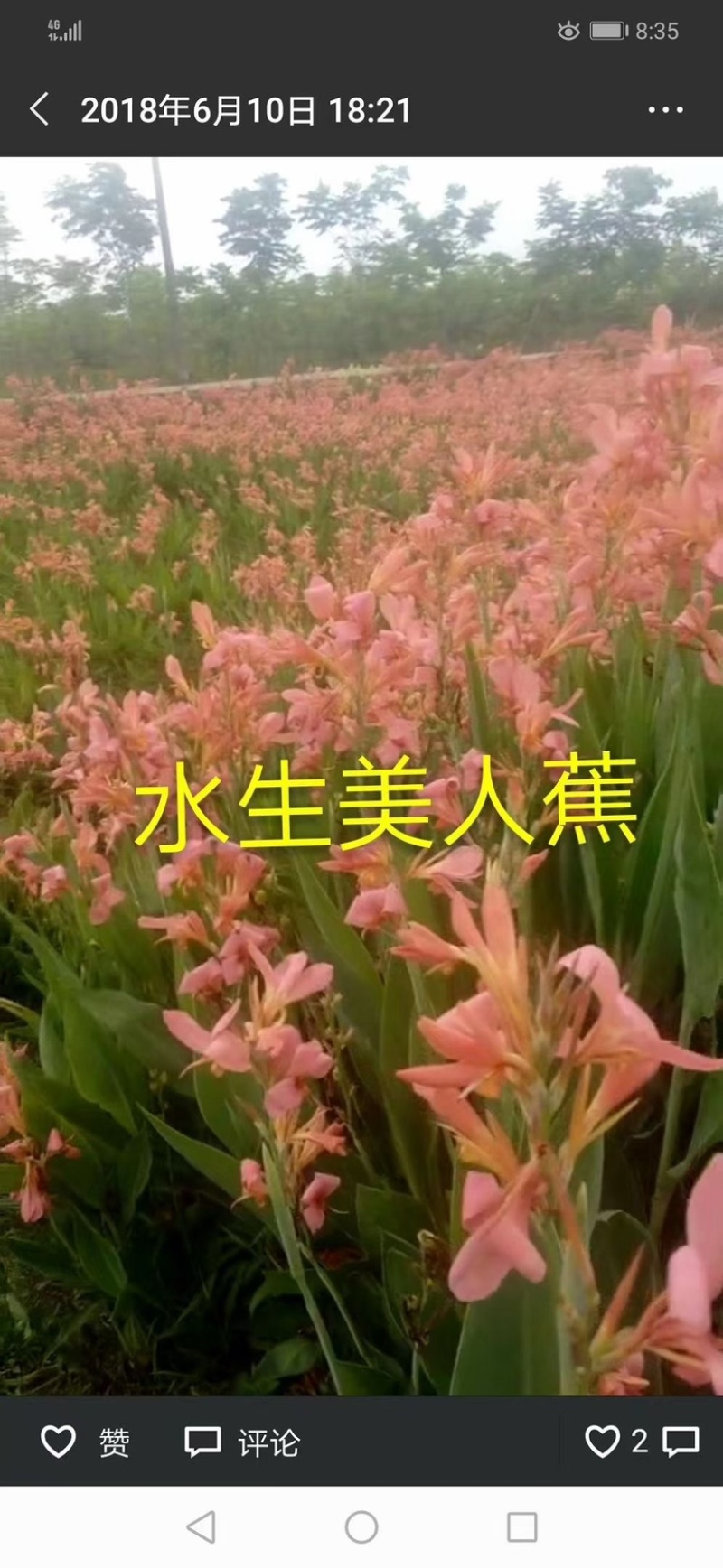 美人蕉盆花盆栽绿景工程用苗