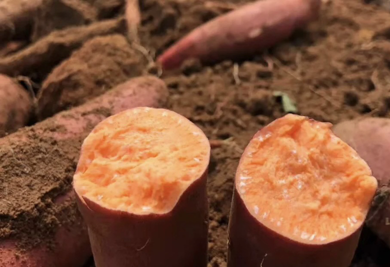 海南西瓜红蜜薯切面特写图