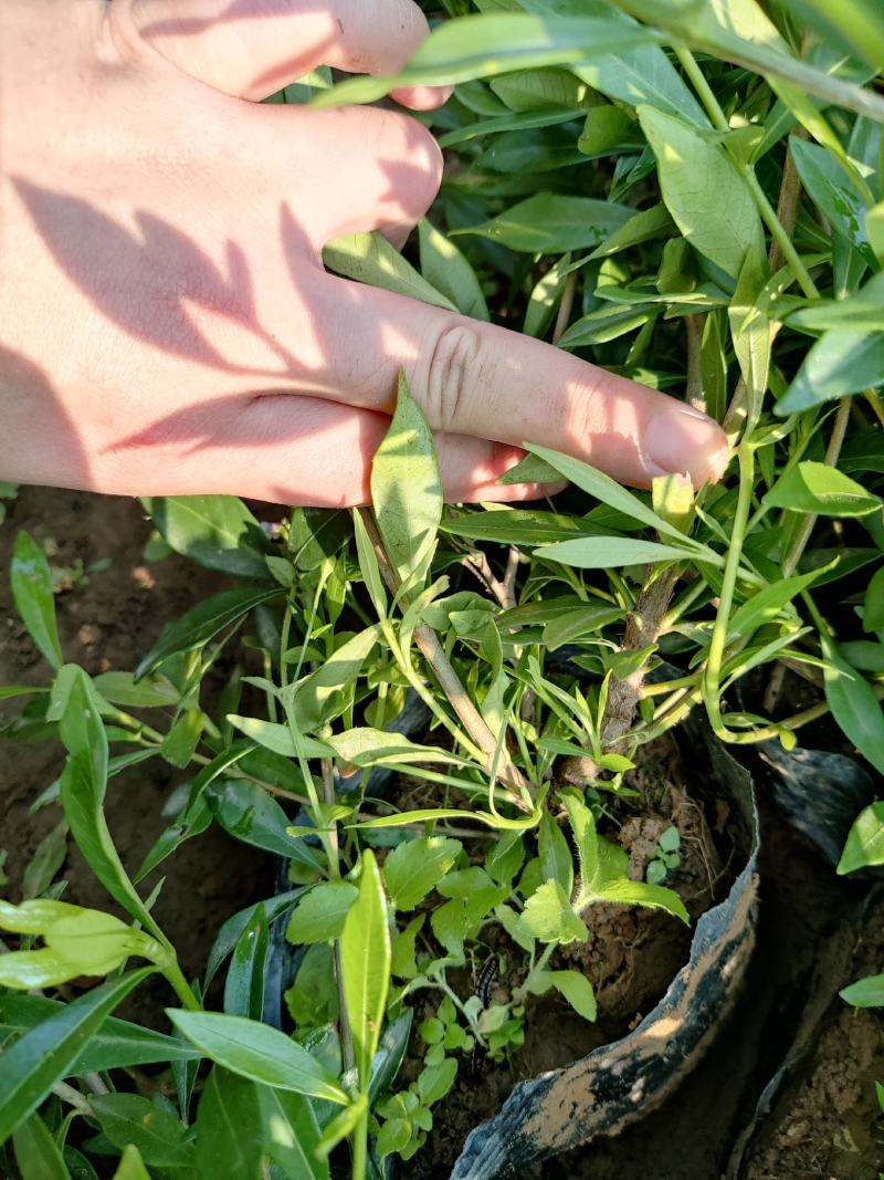 小叶栀子，湖南小叶栀子，海栀子，山栀子，地苗，袋苗