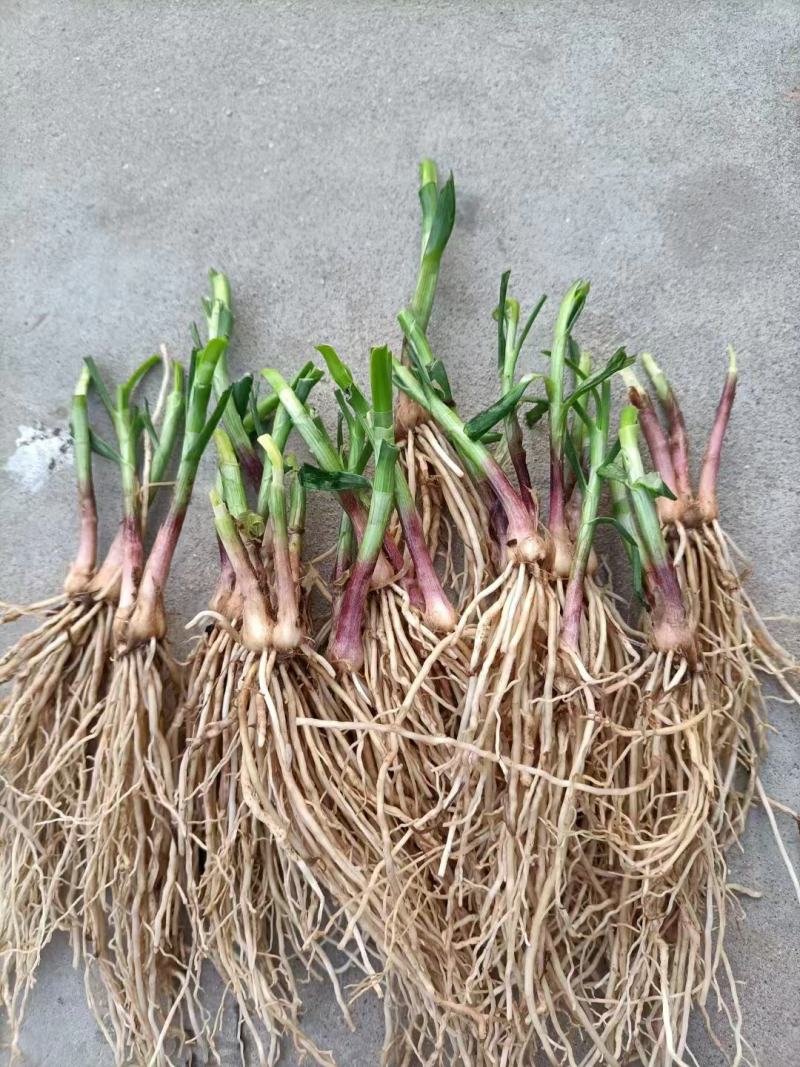 四季紫色，大叶小叶韭菜根，头茬，栽种大田，大棚，品质保障