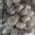 邳州大蒜