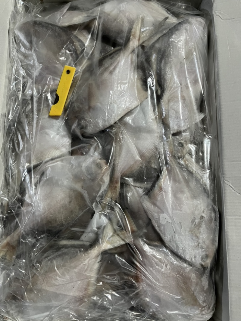 冻白鲳