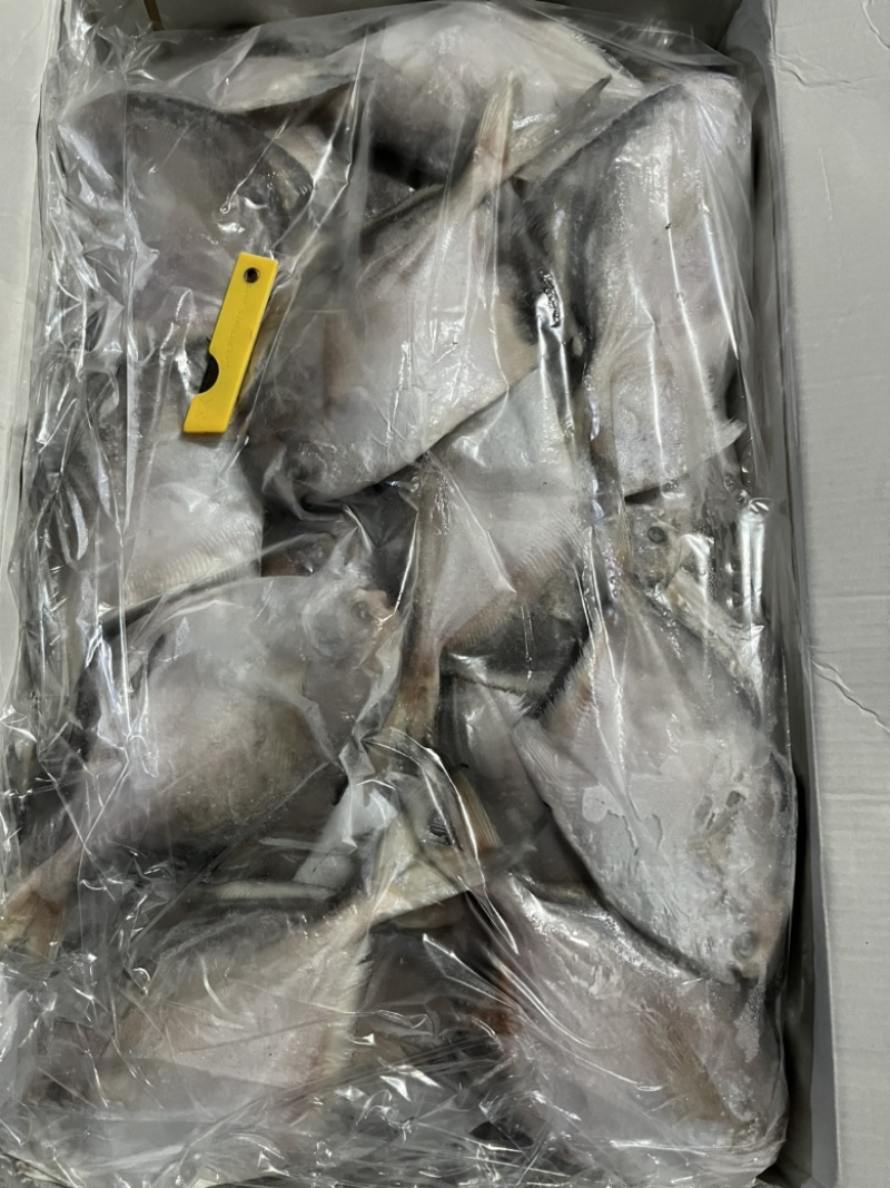 冻白鲳