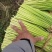 蒜薹，