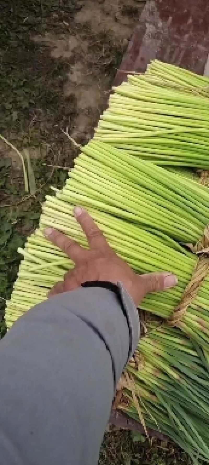 蒜薹，