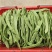 无筋豆