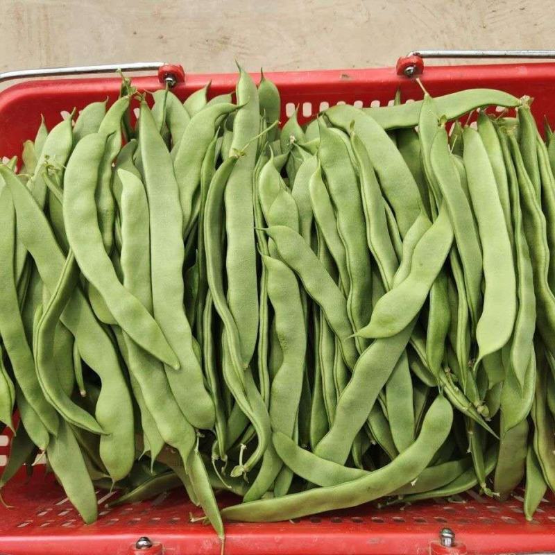 无筋豆
