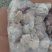 露骨翅根