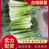 【精品新鲜白帽蒜苔】蒜薹代收代存，对接市场电商超市！