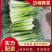 【精品新鲜白帽蒜苔】蒜薹代收代存，对接市场电商超市！