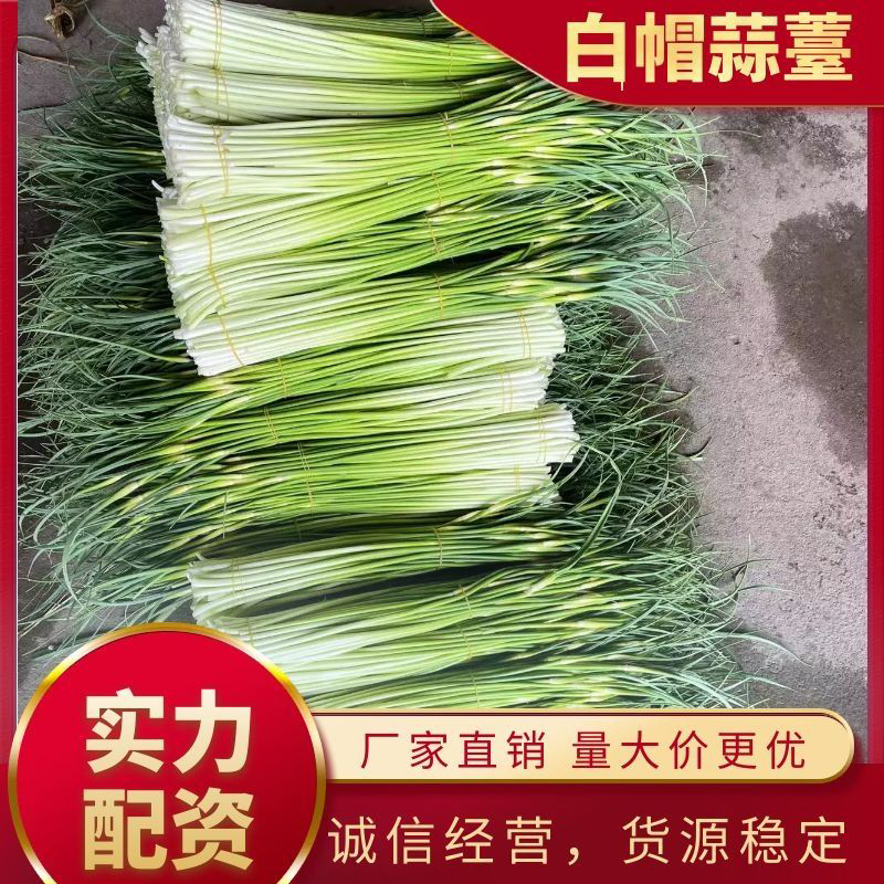 【精品新鲜白帽蒜苔】蒜薹代收代存，对接市场电商超市！