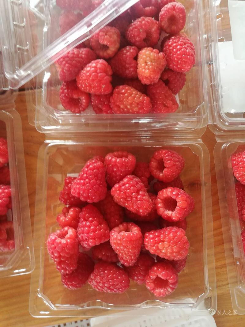 树莓鲜果/冻果