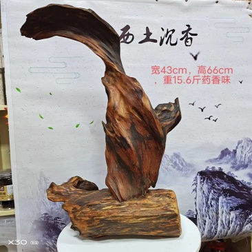 广西土沉香