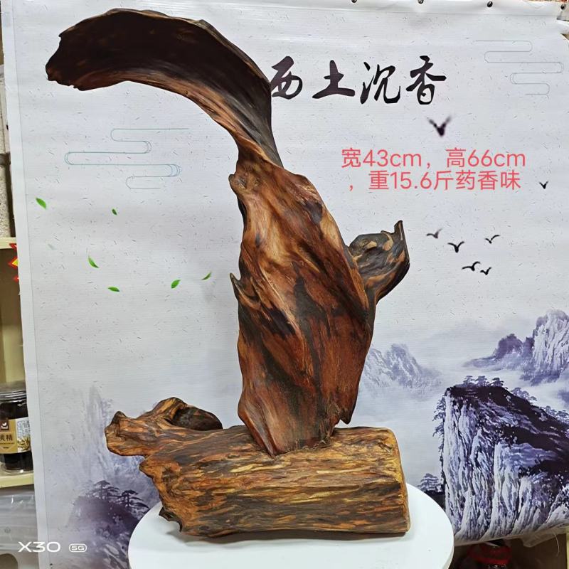 广西土沉香