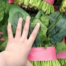 菠菜！陆地菠菜精品菠菜叶大浓绿！品种优越！耐运输