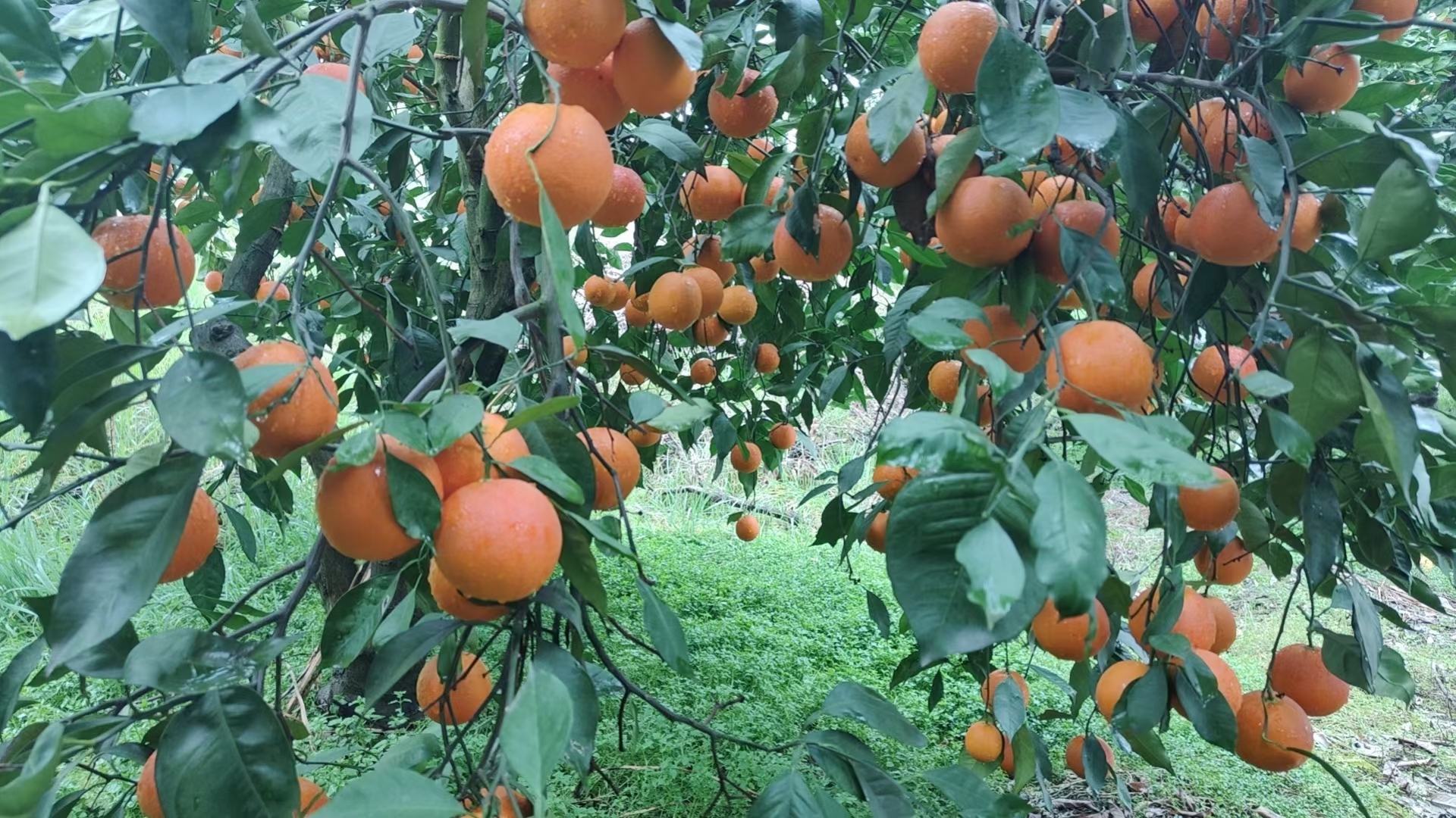血橙嫁接苗标准图示