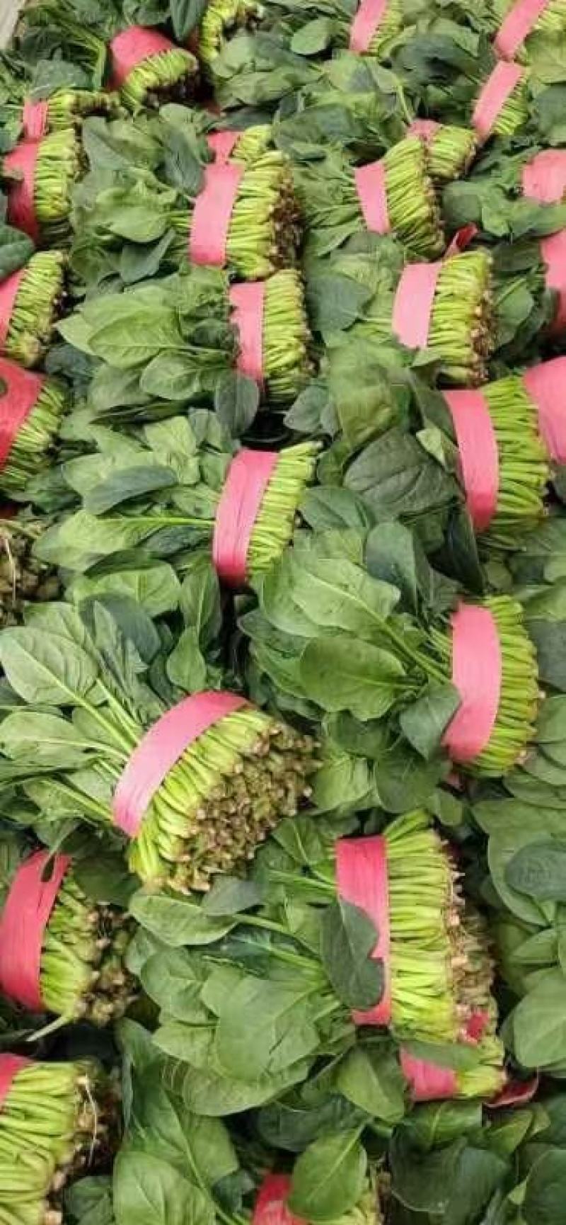 菠菜！陆地菠菜精品菠菜叶大浓绿！品种优越！耐运输