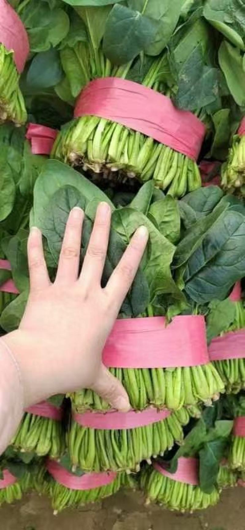 菠菜！陆地菠菜精品菠菜叶大浓绿！品种优越！耐运输