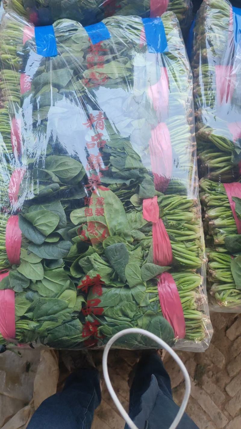 菠菜！陆地菠菜精品菠菜叶大浓绿！品种优越！耐运输