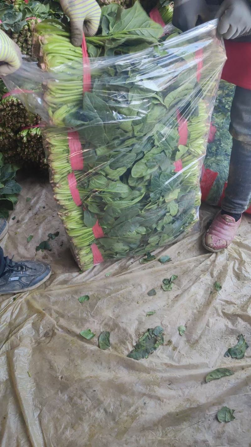 菠菜！陆地菠菜精品菠菜叶大浓绿！品种优越！耐运输