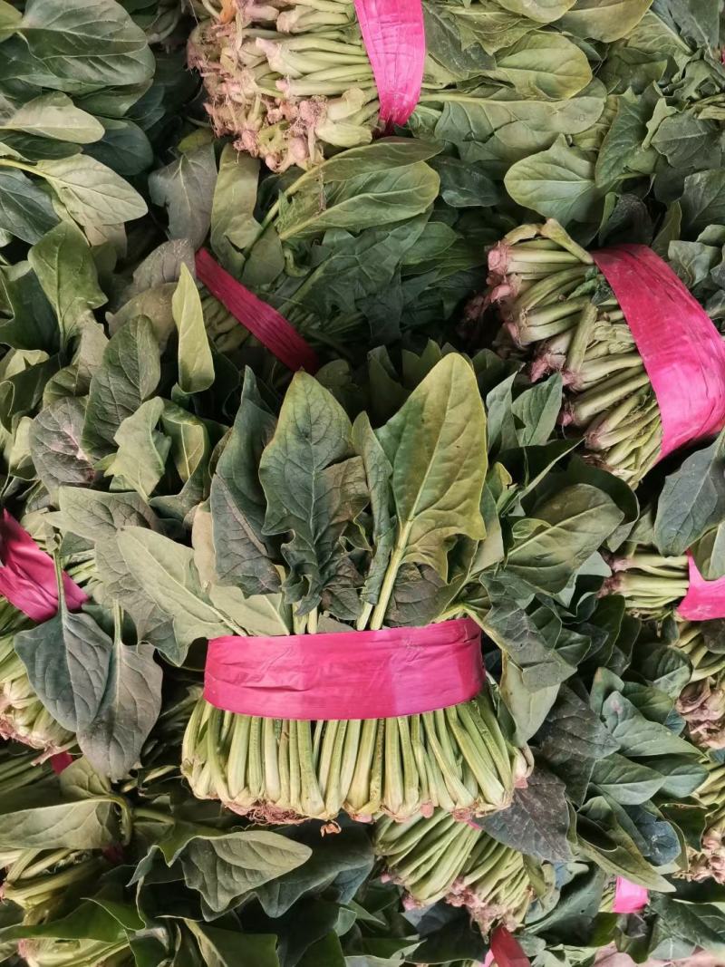 菠菜！陆地菠菜精品菠菜叶大浓绿！品种优越！耐运输