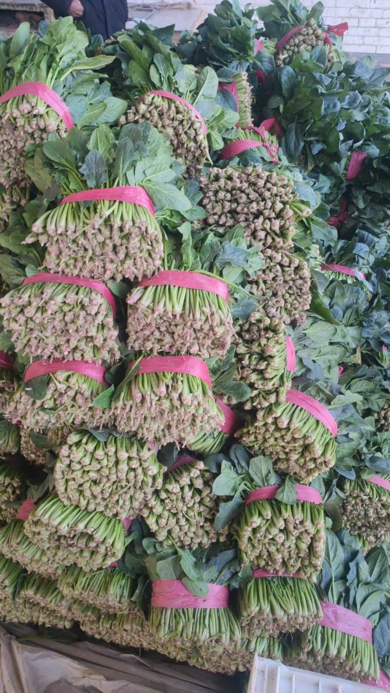 菠菜！陆地菠菜精品菠菜叶大浓绿！品种优越！耐运输