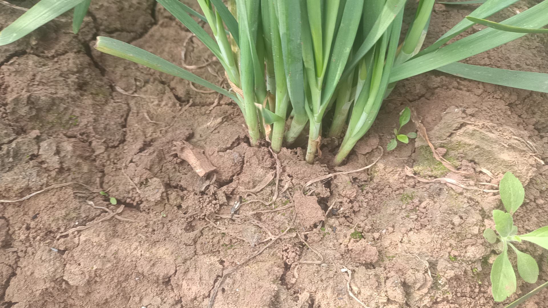 韭菜根系与叶片生长示意图