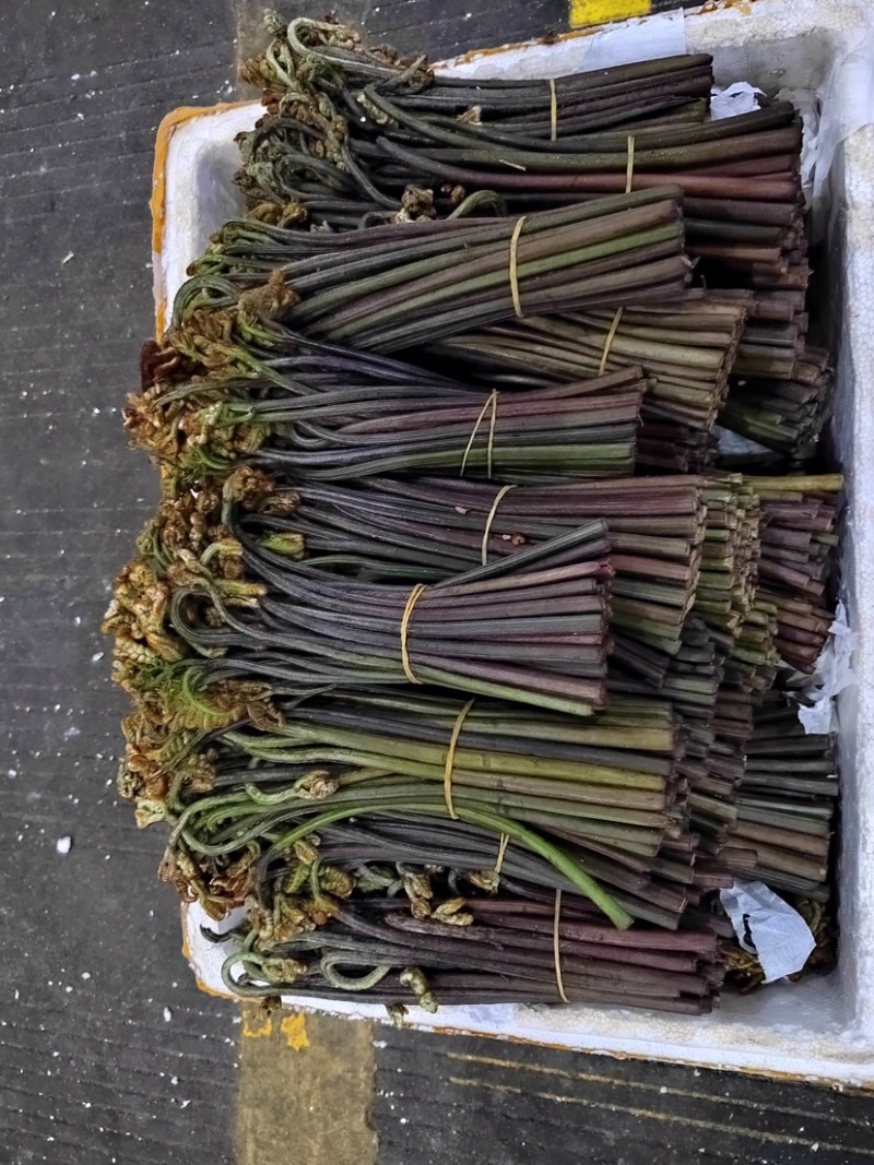 蕨菜大量上市品质保证价格美丽欢迎咨询选购