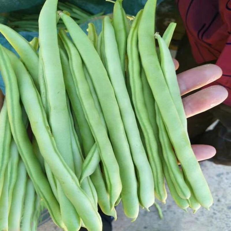 精品四季豆，产地一手货源，价格便宜，保质保量，欢迎订购。