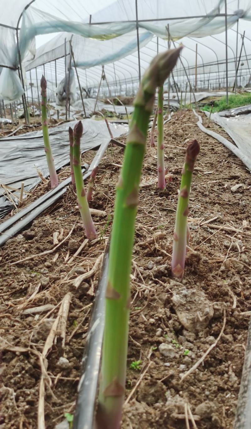 广西桂林原产地实发芦笋一手货源对接电商客户热卖中