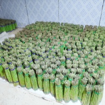 广西桂林原产地实发芦笋一手货源对接电商客户热卖中