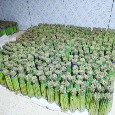 广西桂林原产地实发芦笋一手货源对接电商客户热卖中