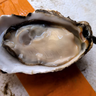 广东蚝，山东蚝全规格，薄壳，肉厚