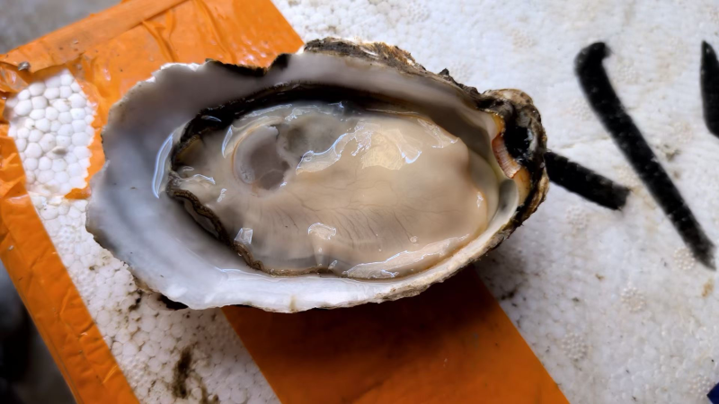 广东蚝，山东蚝全规格，薄壳，肉厚