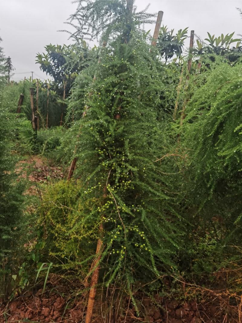 云南大天冬种子，自己基地种植一手货源，便宜卖了。