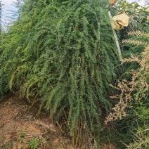 云南大天冬种子，自己基地种植一手货源，便宜卖了。