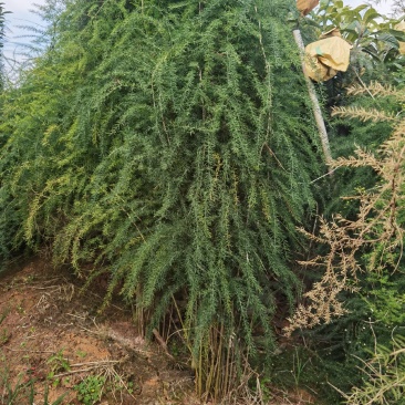 云南大天冬种子，自己基地种植一手货源，便宜卖了。