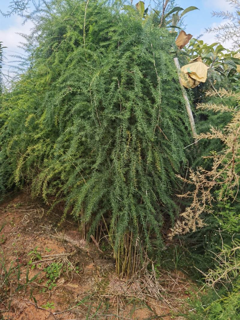 云南大天冬种子，自己基地种植一手货源，便宜卖了。